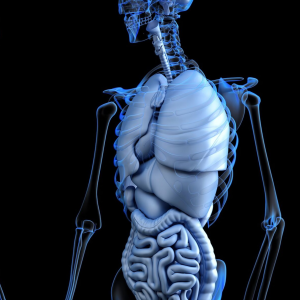 Tung Acupuncture – The Major Organs